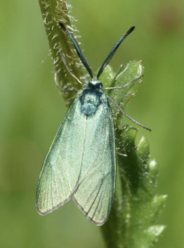 ULU